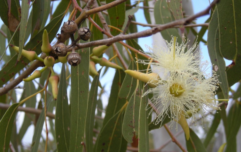 Steam-Distilled Eucalyptus Oil