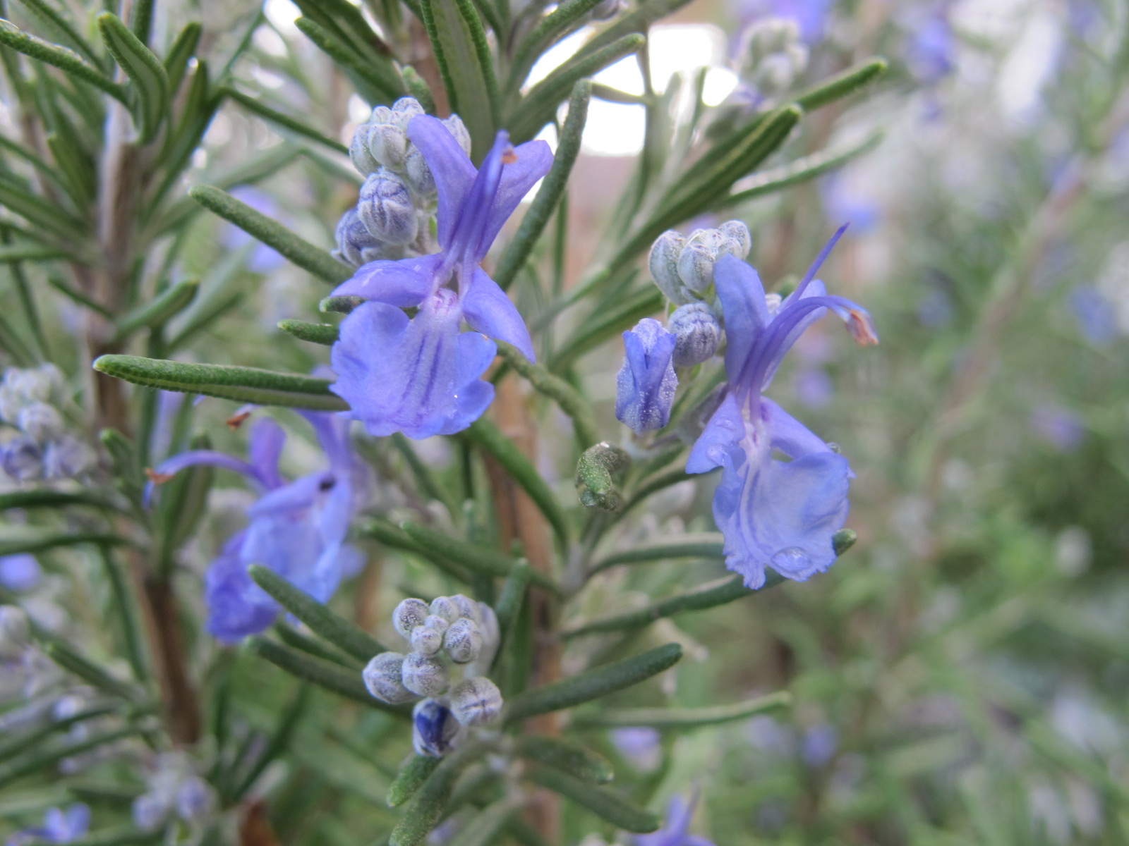 Steam-Distilled Rosemary Oil