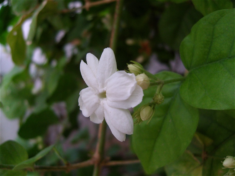Zero Added Fragrance